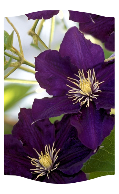 DNSLOG C 024 Purple Cylmaties 